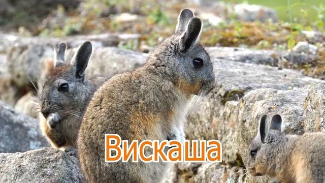 Животные Аргентины. Голоса и звуки смотреть онлайн