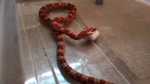 Содержание маисового полоза