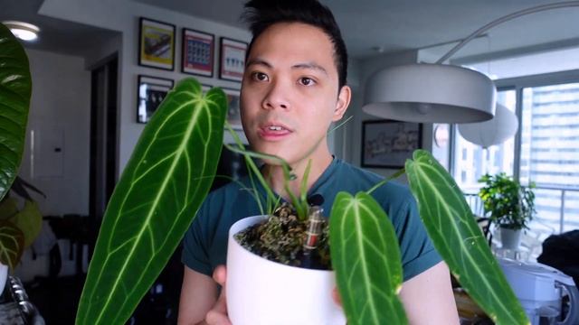 My Entire Anthurium Collection ? | NEW GROWTH 2021 - Warocqueanum (Queen), Crystallinum, Magnificum смотреть онлайн