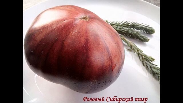 Самый лучший томат в мире 2023!Высокоурожайный,сладкий и вкусный томат сорта РОЗОВЫЙ СИБИРСКИЙ ТИГР смотреть онлайн
