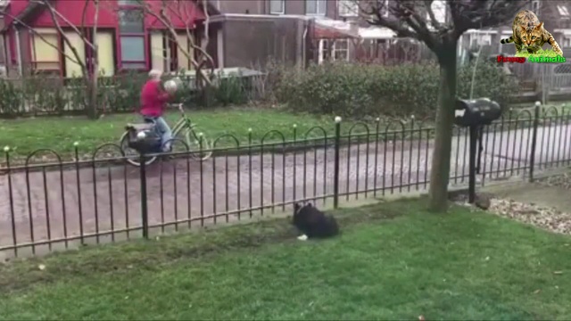 Самые смешные и прикольные животные. Удачные моменты. смотреть онлайн