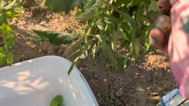 Обзор работ на дачном участке 14 и 15 августа 2021. #дача #обзордачи смотреть онлайн