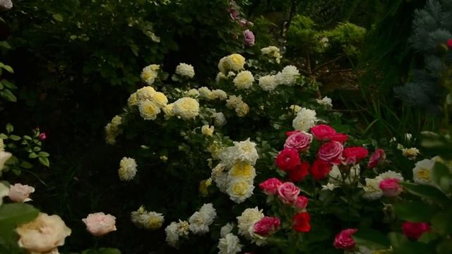 Сорта роз с обильным цветением. смотреть онлайн