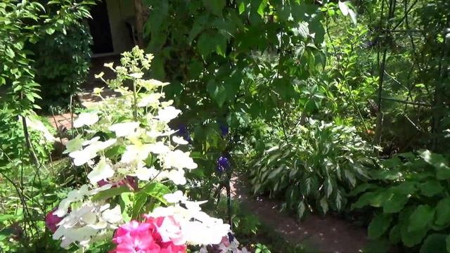 Чем подкормить Гортензии для шикарного цветения. Подкормка гортензии метельчатой и черешковой смотреть онлайн