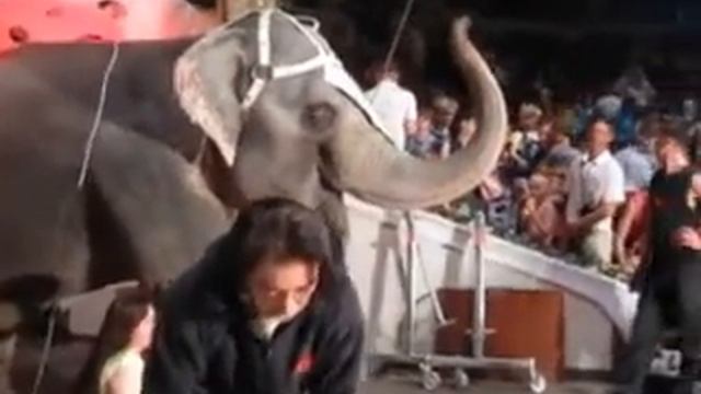 Красивый слон в цирке смотреть онлайн