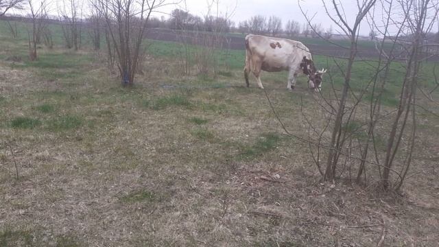 Не отошел послед у коровы, что делать? смотреть онлайн