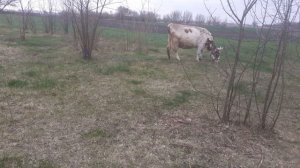 Не отошел послед у коровы, что делать?