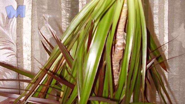 Почему у драцены желтеют листья