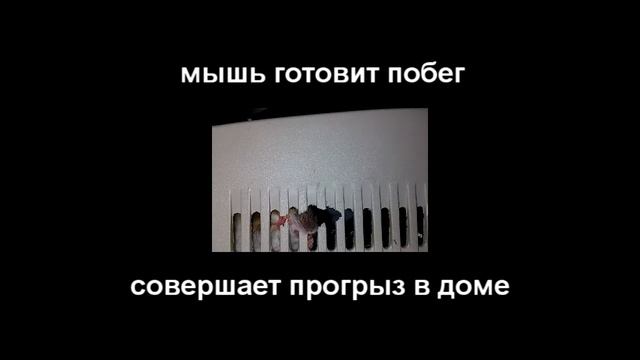 мышь готовит побег, делает прогрыз / Mouse prepares escape makes gnawed смотреть онлайн