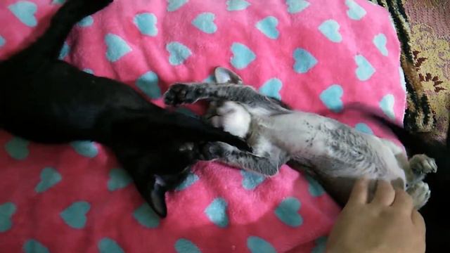 У каждого котенка свой характер тигренок лежебока игривый уголек смотреть онлайн