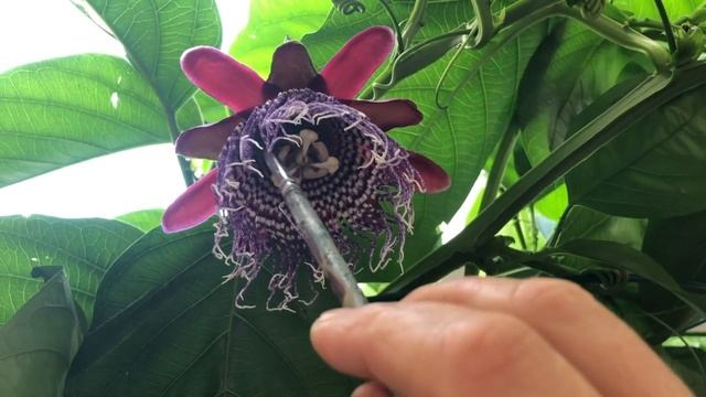 Passiflora Quadrangularis (Пассифлора Квадрангулярис) смотреть онлайн