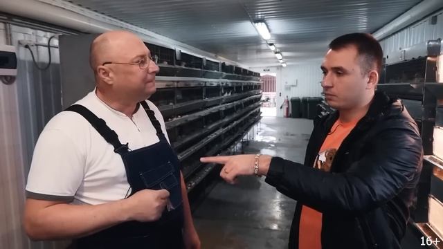 Разведение перепелов как бизнес. Вся правда о содержании перепелов. Яйцо или мясо смотреть онлайн