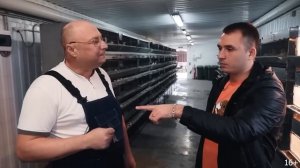 Разведение перепелов как бизнес. Вся правда о содержании перепелов. Яйцо или мясо