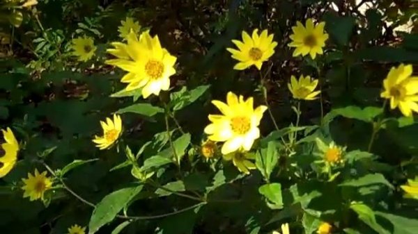 Helianthus "Lemon Queen" Ya Gotta Love This Plant!