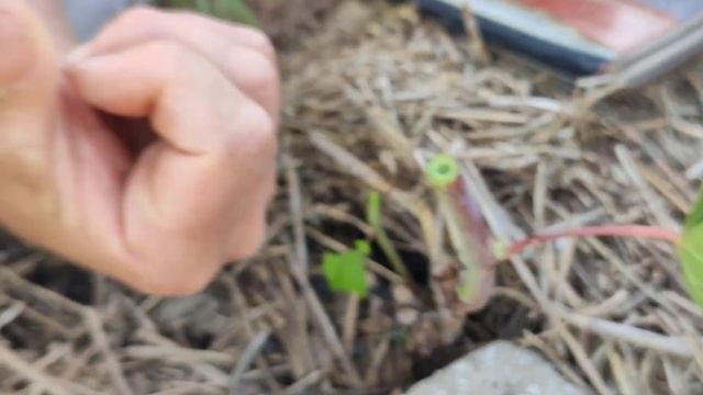 Прививка винограда,черным в зелёное. Улучшенная копулировка. смотреть онлайн