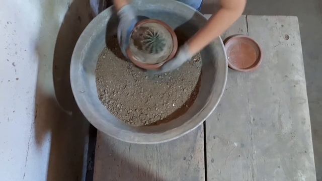 Как сделать грунт и пересадить кактус! смотреть онлайн