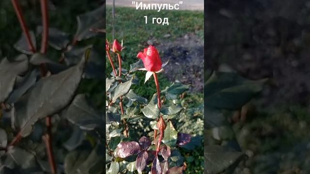 Чайно-гибридная роза "Импульс". Ноябрь 2022. смотреть онлайн