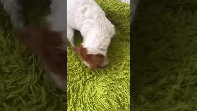 Билли Джек Рассел Терьер (Billy jack russell terrier) смотреть онлайн