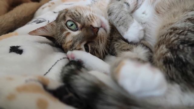 VLOGMAS | finishing 2 books + a big book haul! смотреть онлайн