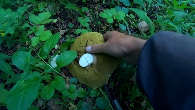 ГРИБНИКИ немного ОФИГЕЛИ, когда пришли в ГРИБНОЙ ЛЕС с разведкой! БЕЛЫЕ ГРИБЫ и ДУБОВИКИ. Грибы 202 смотреть онлайн