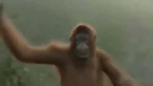 обезьяна танцует