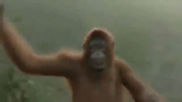 обезьяна танцует