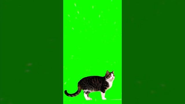 #cats on green screen #footage #кошки на зелёном экране #футажи смотреть онлайн