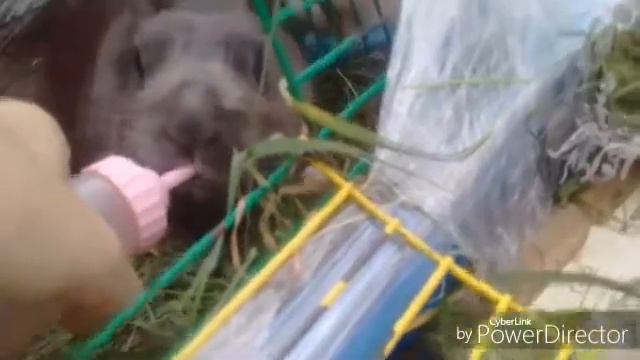 Декоративний кролик п'є з пляшечки!