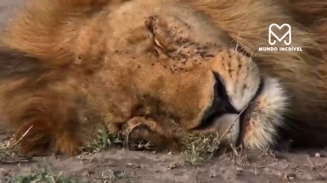 BÚFALO MATA LEÃO AFOGADO смотреть онлайн