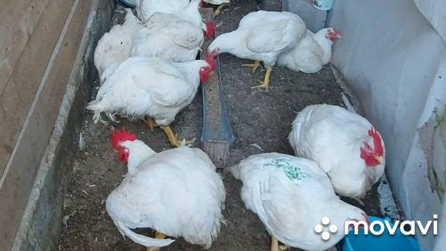 Кормление бройлера от которого он не растёт. Новичкам везёт. Выращивание бройлера в первый мой год. смотреть онлайн