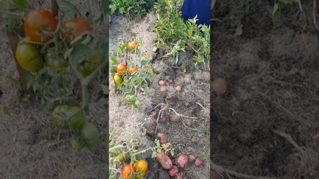 Урожай картошки под сеном. смотреть онлайн