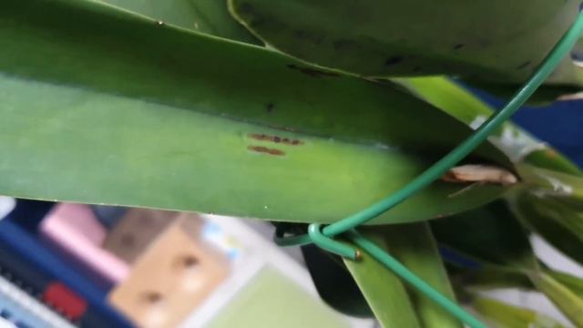 Вирус у Laelia perrinii. смотреть онлайн