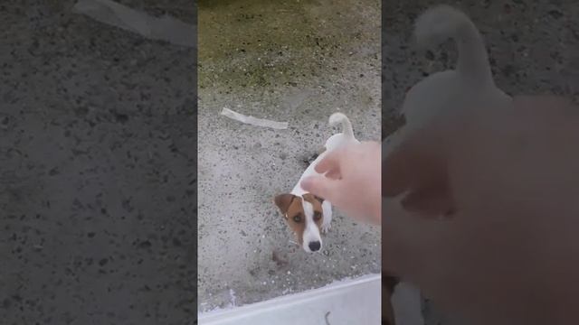 Попрыгун Майло из "Маски" смотреть онлайн