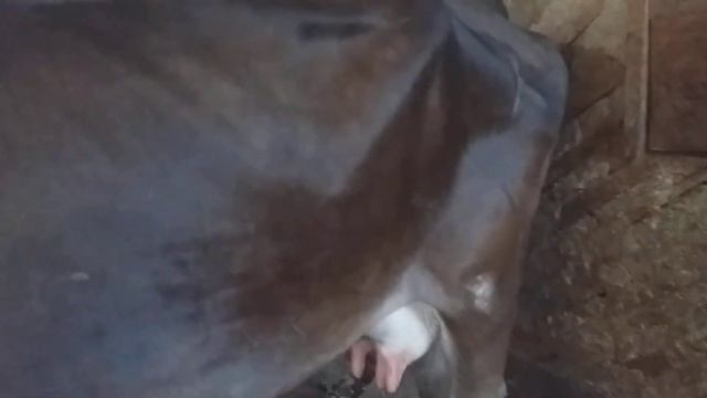 Ящур у коров!Ждём ветеринара... смотреть онлайн