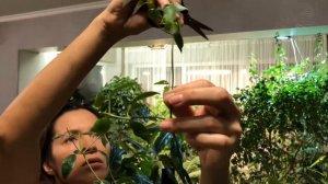 МАНДЕВИЛЛА ИЛИ ДИПЛАДЕНИЯ ОБРЕЗКА И УХОД В ЗИМУ 4К