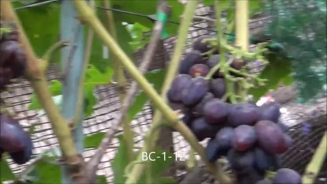 ВС 1-12 смотреть онлайн