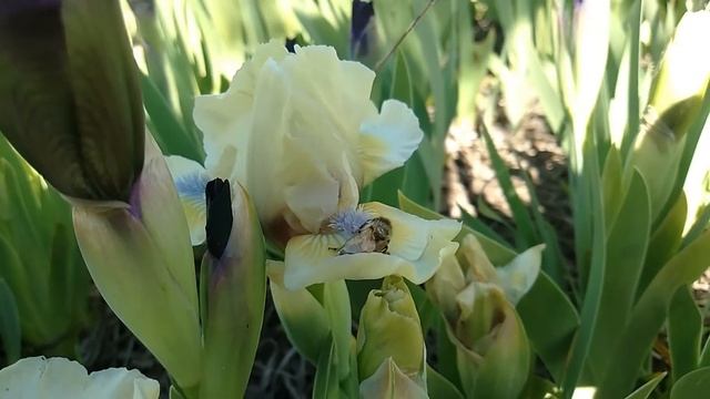 ВЕСНА | ПИОН ВОРОНЕЦ | ЛЮТИКИ | ИРИС БОРДЮРНЫЙ | ДЕКОРАТИВНЫЙ ЩАВЕЛЬ | ХОСТЫ смотреть онлайн