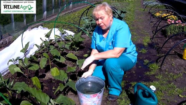 Подкормка баклажана в открытом грунте. Выращивание баклажанов. смотреть онлайн
