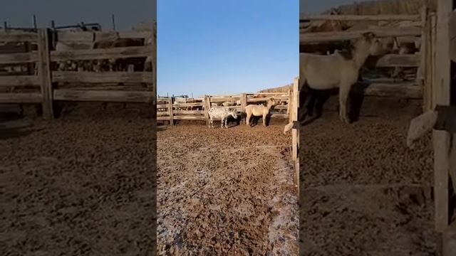 Забайкальская кучерявая. 2020 г. Жеребята в табуне. 7 смотреть онлайн