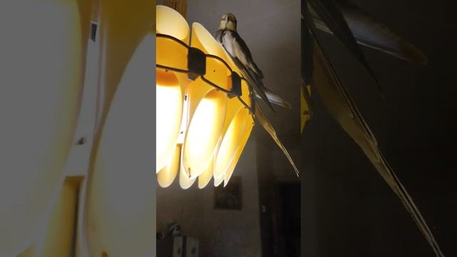 Учим попугая - кореллу разговаривать / Получается ли? / Приколы Тик Ток МаринЭ #Shorts смотреть онлайн