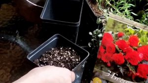 Посадка клубней бегонии #посадкаклубнейбегонии #бегонии #мойсад #моядача #любимыйсад