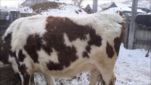 Как выглядит нетель за месяц до отела.