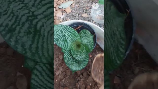 sansivera mini type смотреть онлайн