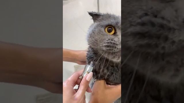 Как искупать кошку #кошки #купание смотреть онлайн