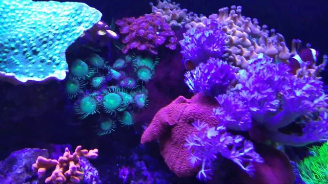 морской аквариум.15 месяцев смотреть онлайн