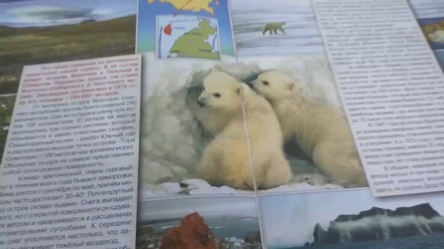 "Животные Арктики и Антарктиды". смотреть онлайн