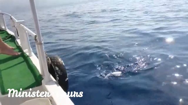 Морская рыбалка в Алании - Sea fishing in Alanya - Minister Tours смотреть онлайн