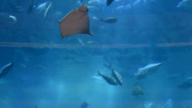 ☁️ Большой аквариум в Дубае ☁️ смотреть онлайн