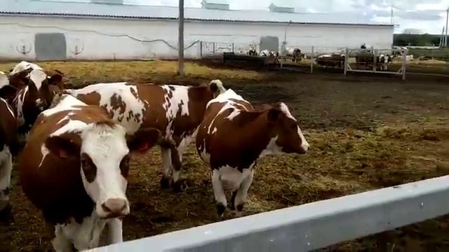 Видео красно пестрые галштины 2 08 2014 смотреть онлайн