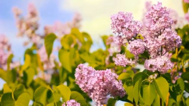 Шёл солдат смотреть онлайн